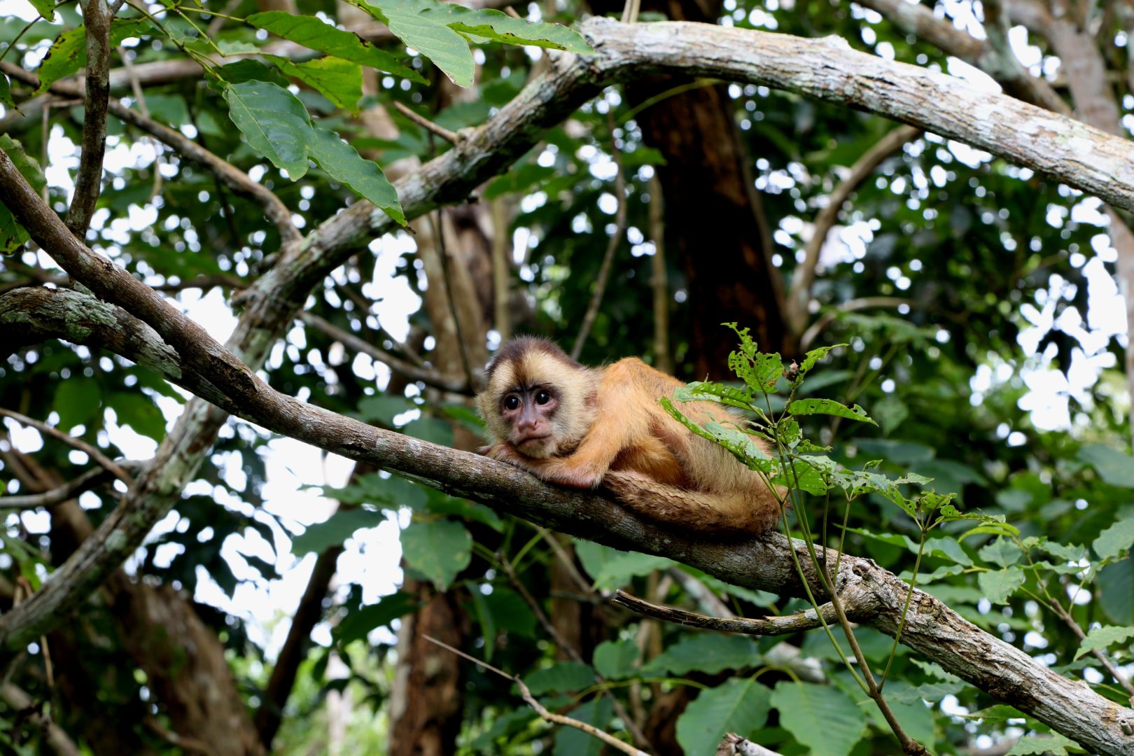 Amazon Monkey Marcus Dall Col