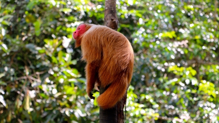 Amazon Monkey Tree