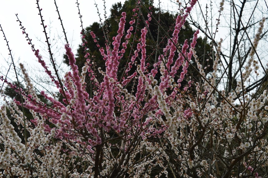 The first sakura cherry blossoms in Kyoto.