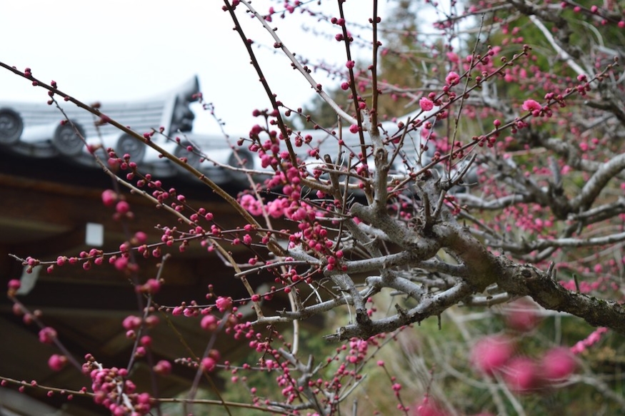 Early sakura cherry blossoms in Kyoto.