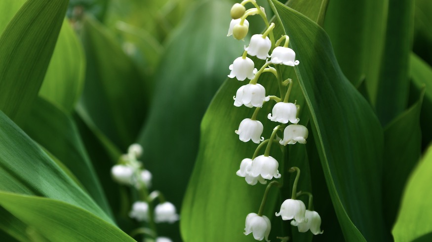 Mai Rückblick: Bye Frühling, Hallo Sommer!