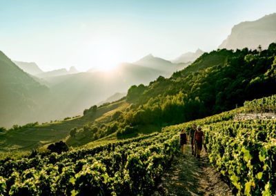 Swiss Wine Regions Valais Switzerland Tourism Chamoson Vines