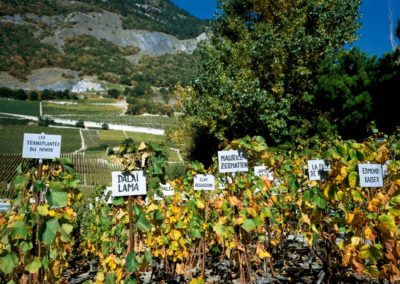 Swiss Wine Regions Valais Switzerland Tourism Saillon Vineyard