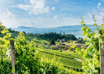 Swiss Wine Regions Zurich Switzerland Tourism Zürich Wein Wanderung
