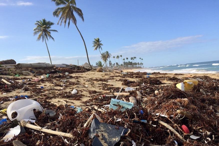 La Paille Verte Eco-Responsible Olastic-Free Straws Fight Plastic Pollution 