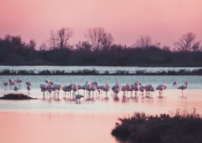 Grado Italy Lagoon Flamingos