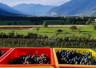 Liesch Bioweine Malans Graubünden Swiss Wine Grape Harvest