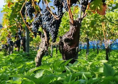 Malans Vineyards Swiss Wine Liesch Biowein Grapes
