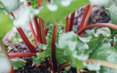 5 Cool Recipe Ideas with Rhubarb